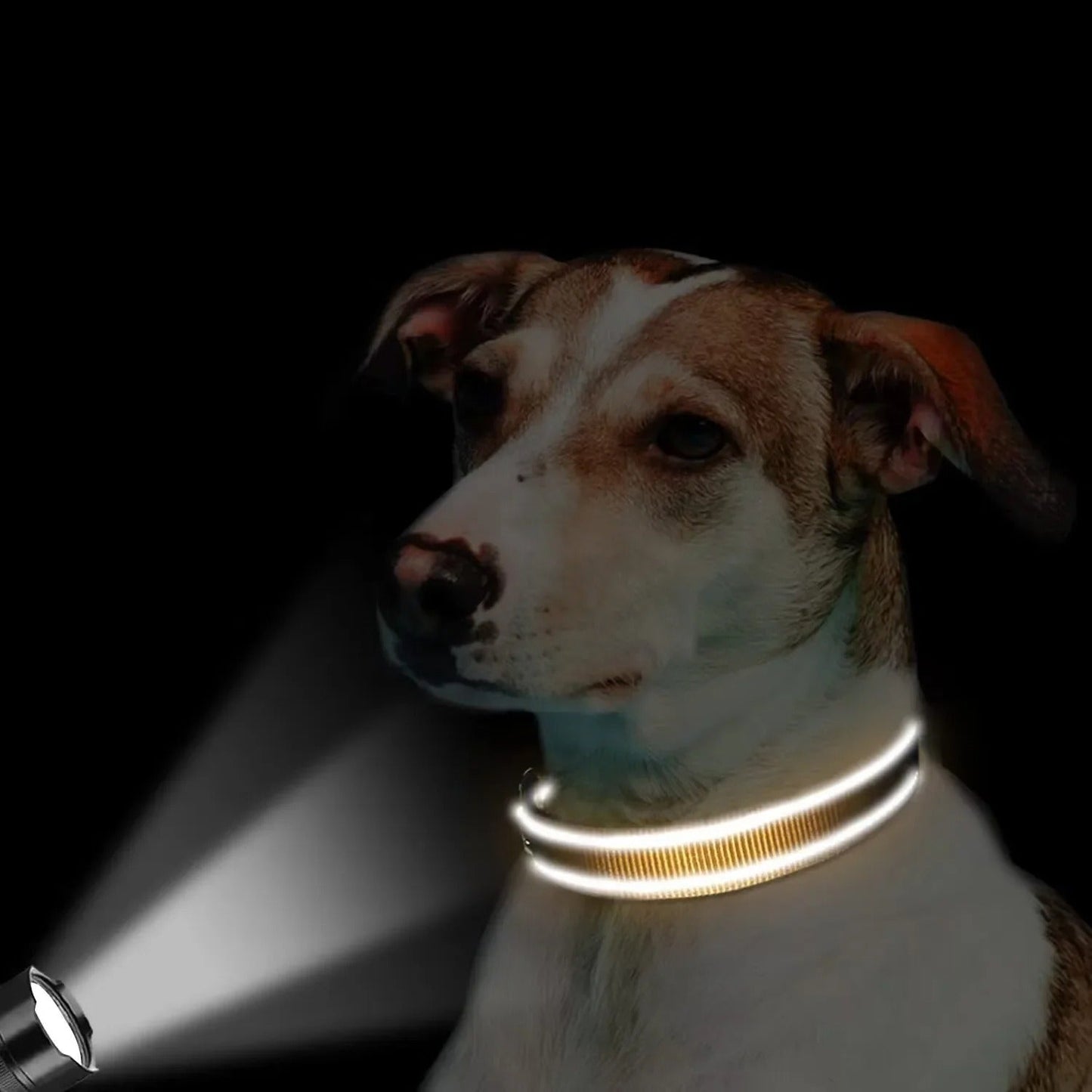 Pack Chien Complet – Voyage, Balade & Urgences Canines - chien éclairé par une lampe de poche portant un collier réfléchissant