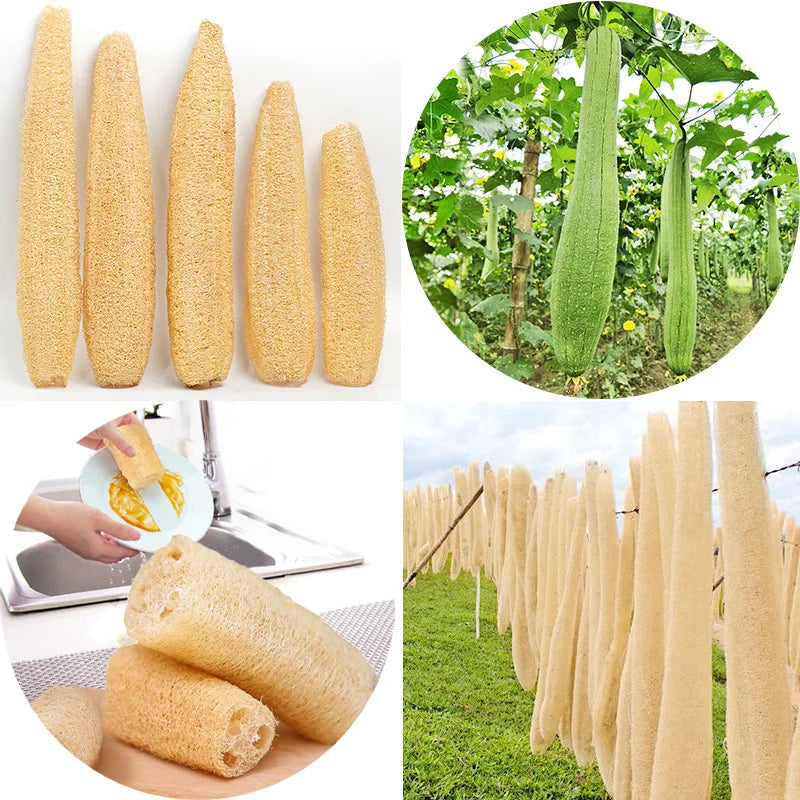 Éponge Loofah Naturelle – Écologique, Biodegradable en différentes étapes de culture et utilisation pour la vaisselle